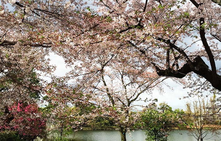 洗足池の桜