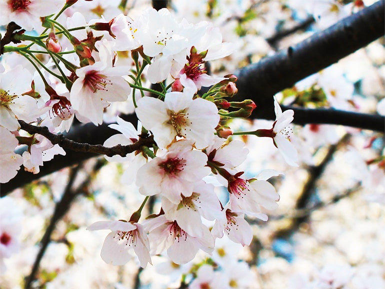 チームワークを強くする！オトナの遠足 お花見編